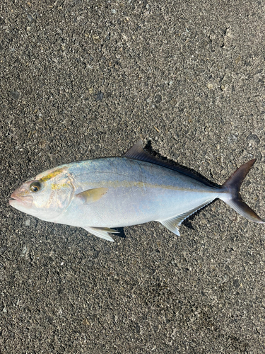 カンパチの釣果