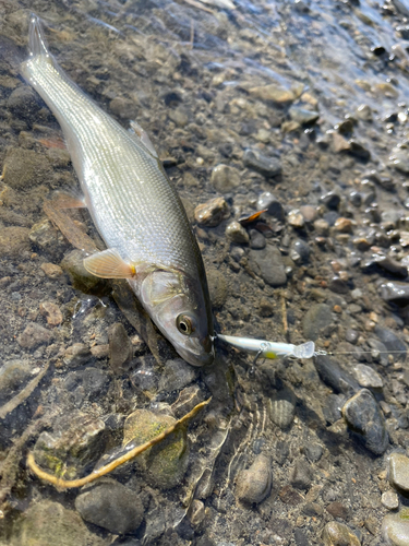 ウグイの釣果