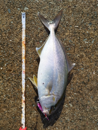 ショゴの釣果