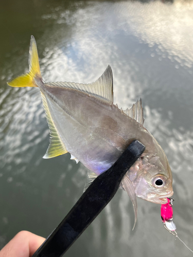 メッキの釣果