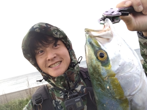 イナダの釣果