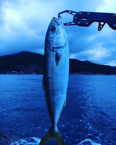 ワカシの釣果