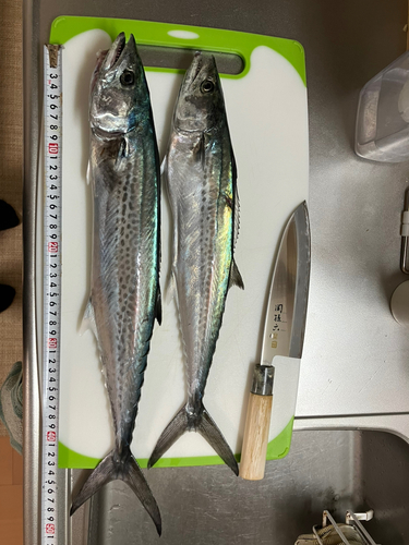 サゴシの釣果