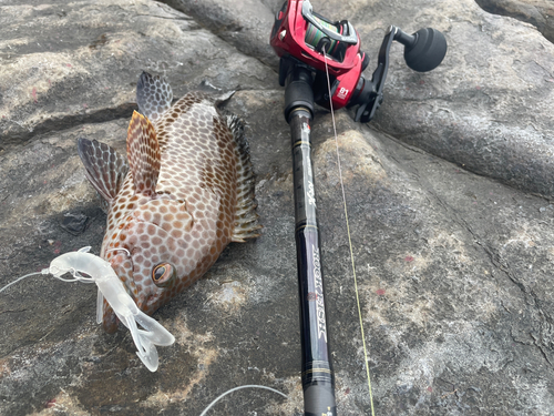 オオモンハタの釣果