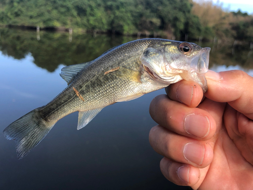 ラージマウスバスの釣果