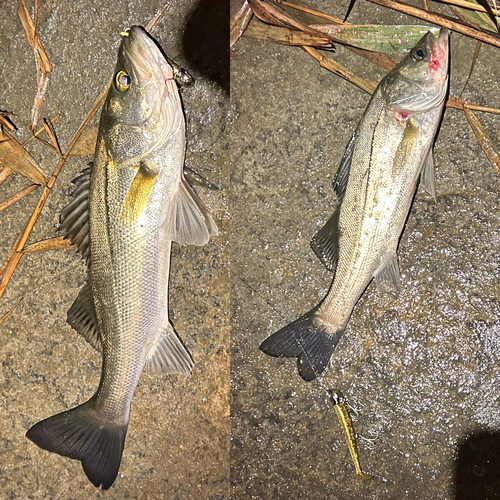 シーバスの釣果