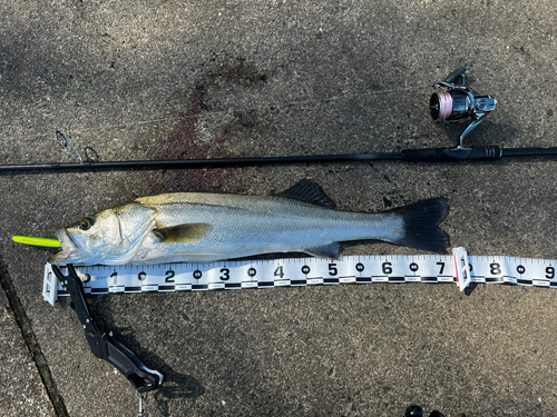 シーバスの釣果