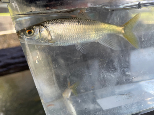 オイカワの釣果