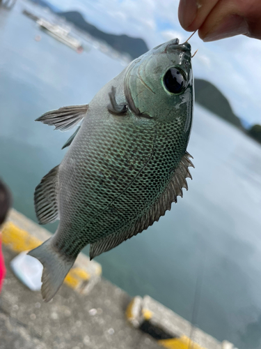 メジナの釣果