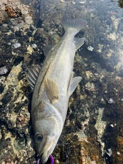 スズキの釣果