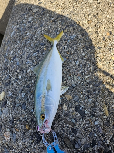 ツバスの釣果