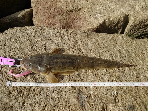 マゴチの釣果