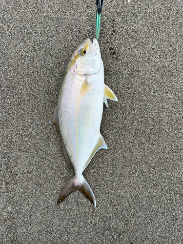 ショゴの釣果