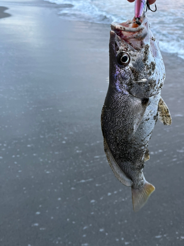 ニベの釣果