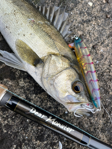 シーバスの釣果