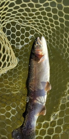 ニジマスの釣果