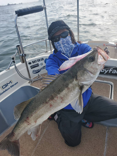 シーバスの釣果