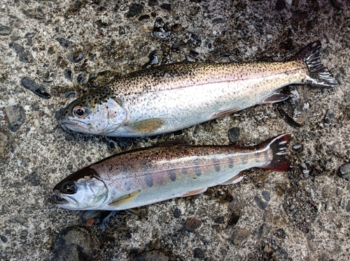 ヤマメの釣果