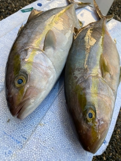 ショゴの釣果