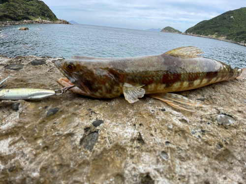 エソの釣果