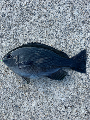 メジナの釣果