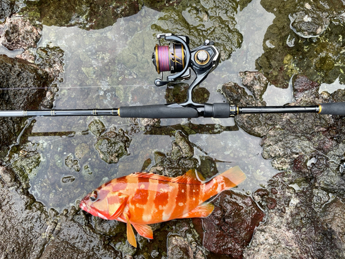 アカハタの釣果