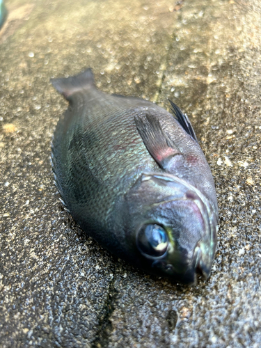 メジナの釣果