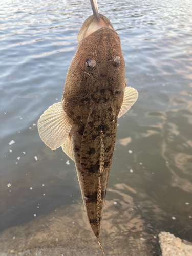 マゴチの釣果