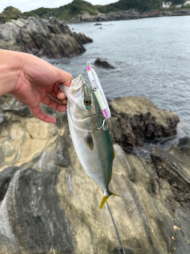 イナダの釣果