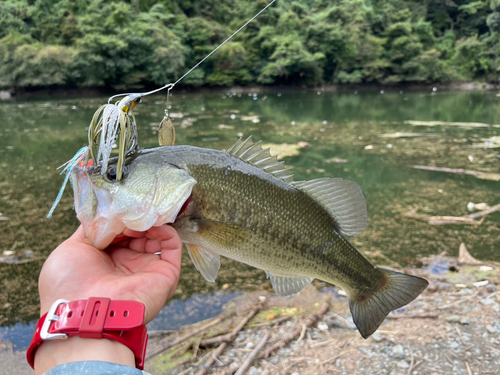 ラージマウスバスの釣果