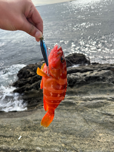 アカハタの釣果