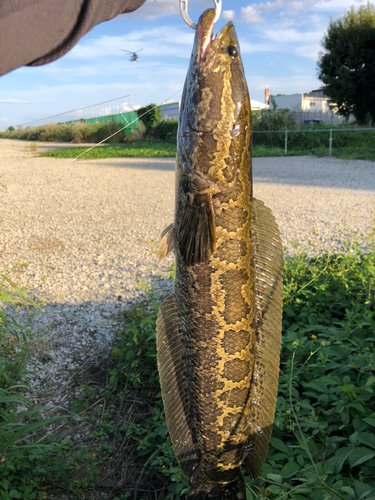 ライギョの釣果