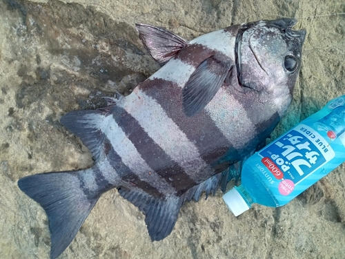 イシダイの釣果