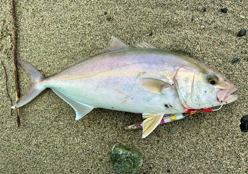 ショゴの釣果