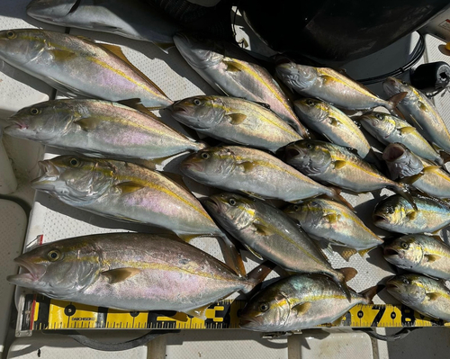 ネリゴの釣果