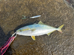 ワカシの釣果