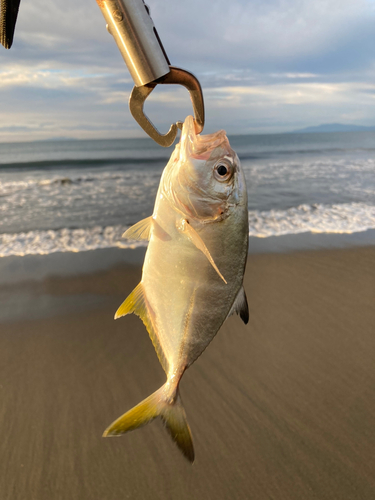 メッキの釣果