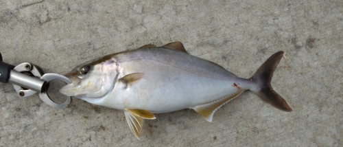 ショゴの釣果