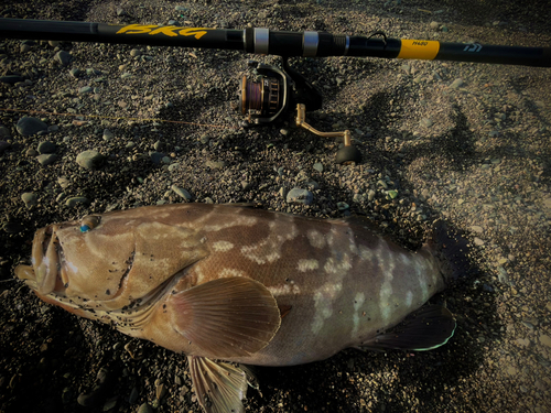 クエの釣果