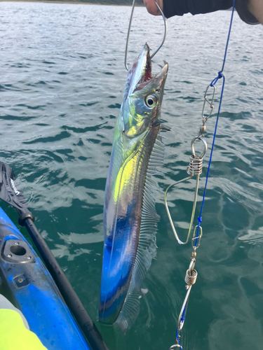 タチウオの釣果