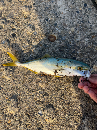 ワカシの釣果