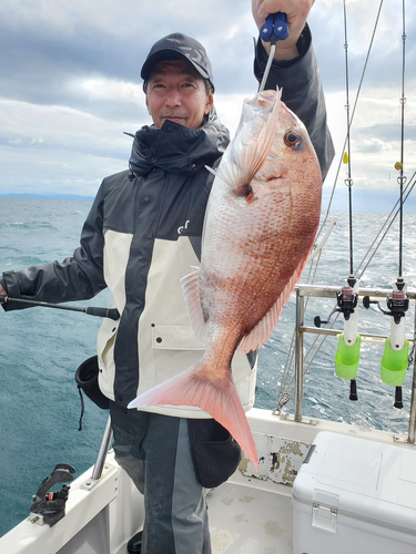 マダイの釣果