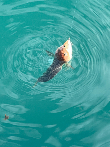 エソの釣果