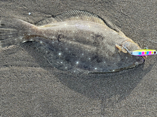 ソゲの釣果