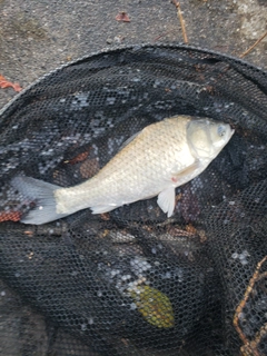 ヘラブナの釣果