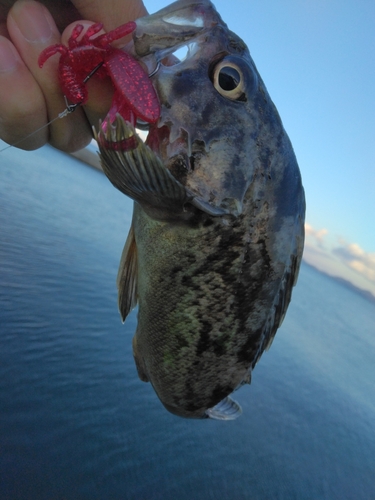 クロソイの釣果