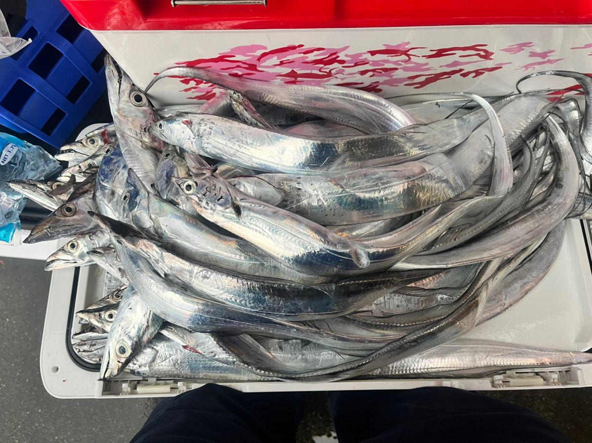 タッチーさんの釣果 2枚目の画像