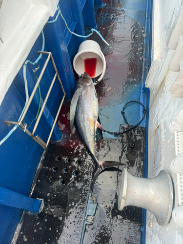 ビンチョウマグロの釣果