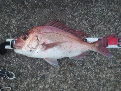 マダイの釣果