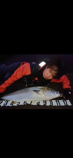 ヒラマサの釣果